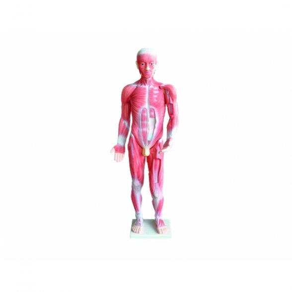 Žmogaus raumenų modelis